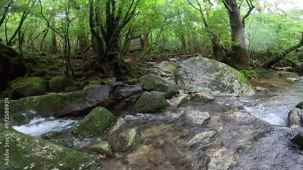 The Shiratani Unsuikyo Ravine on Yakushima is a lush nature park containing several ancient cedars, Yakushima is a World Heritage Site island located in Kagoshima Prefecture, Kyushu, Japan The Shiratani Unsuikyo Ravine on Yakushima is a lush nature park containing several ancient cedars, Yakushima is a World Heritage Site island located in Kagoshima Prefecture, Kyushu, Japan