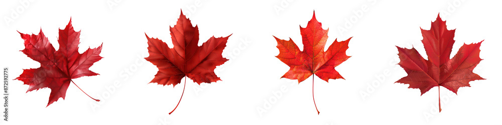 Four vibrant red maple leaves in a row, symbolizing the beauty of autumn and nature's colorful transformation during the fall season. transparent background Four vibrant red maple leaves in a row, symbolizing the beauty of autumn and nature's colorful transformation during the fall season. transparent background