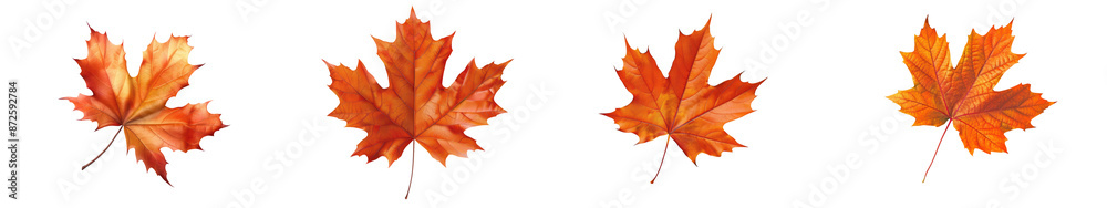 Four vibrant autumn maple leaves with a gradient of red and orange, symbolizing the beauty of fall foliage and nature's seasonal change. transparent background Four vibrant autumn maple leaves with a gradient of red and orange, symbolizing the beauty of fall foliage and nature's seasonal change. transparent background