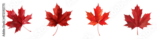 Four vibrant red maple leaves in a row, symbolizing the beauty of autumn and nature's colorful transformation during the fall season. transparent background