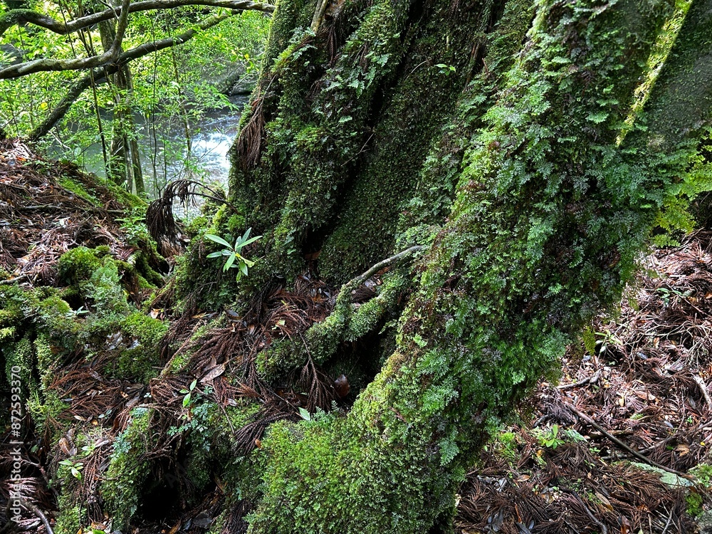 The Shiratani Unsuikyo Ravine on Yakushima is a lush nature park containing several ancient cedars, Yakushima is a World Heritage Site island located in Kagoshima Prefecture, Kyushu, Japan The Shiratani Unsuikyo Ravine on Yakushima is a lush nature park containing several ancient cedars, Yakushima is a World Heritage Site island located in Kagoshima Prefecture, Kyushu, Japan