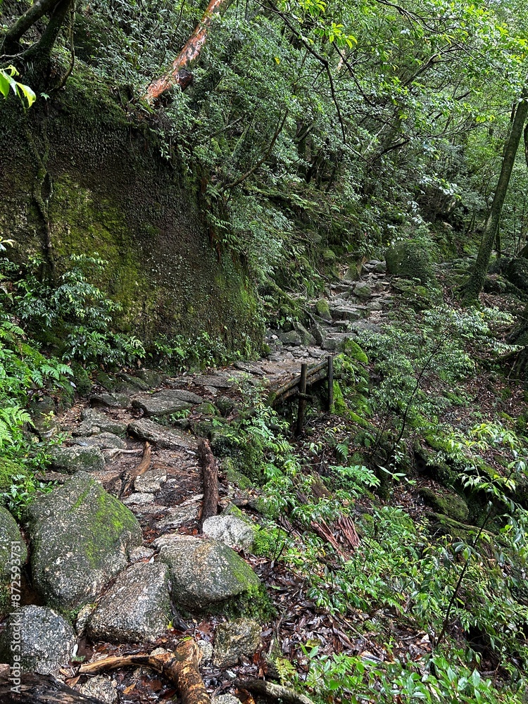The Shiratani Unsuikyo Ravine on Yakushima is a lush nature park containing several ancient cedars, Yakushima is a World Heritage Site island located in Kagoshima Prefecture, Kyushu, Japan The Shiratani Unsuikyo Ravine on Yakushima is a lush nature park containing several ancient cedars, Yakushima is a World Heritage Site island located in Kagoshima Prefecture, Kyushu, Japan