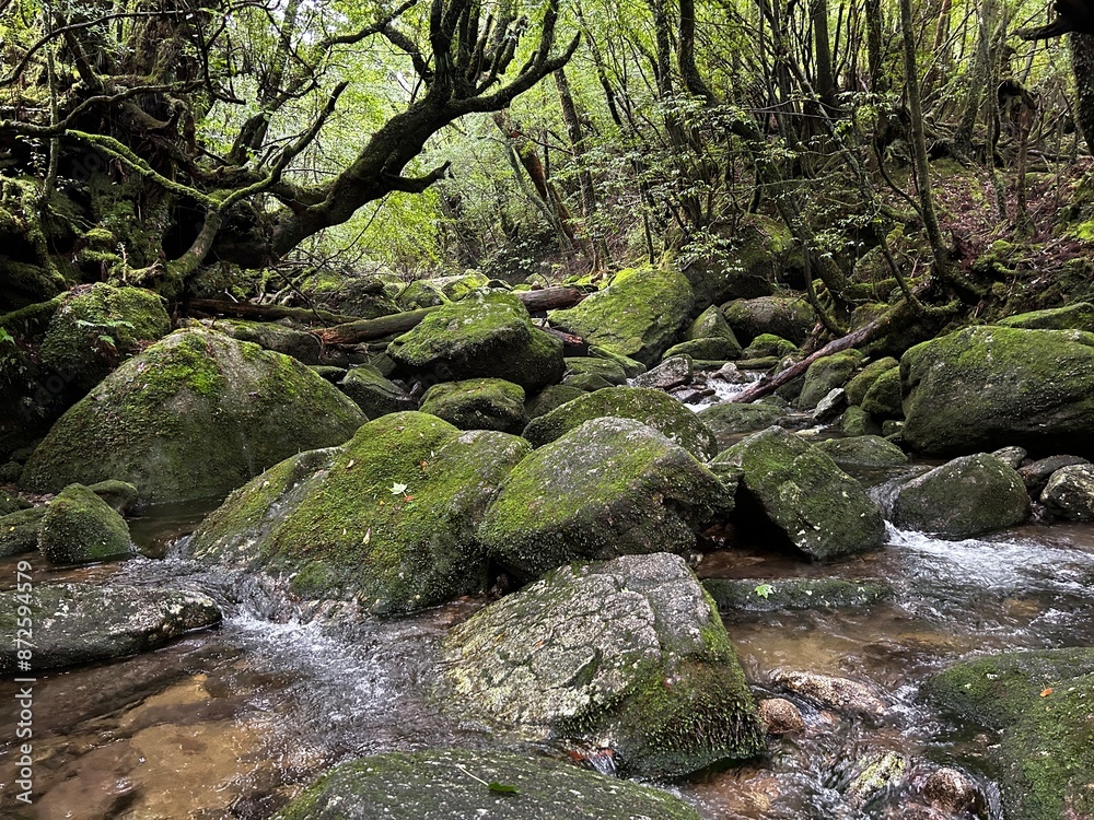 The Shiratani Unsuikyo Ravine on Yakushima is a lush nature park containing several ancient cedars, Yakushima is a World Heritage Site island located in Kagoshima Prefecture, Kyushu, Japan The Shiratani Unsuikyo Ravine on Yakushima is a lush nature park containing several ancient cedars, Yakushima is a World Heritage Site island located in Kagoshima Prefecture, Kyushu, Japan