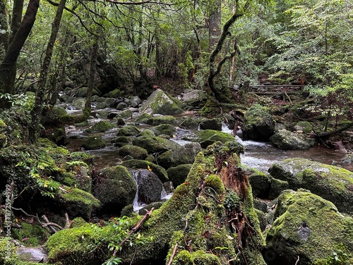 The Shiratani Unsuikyo Ravine on Yakushima is a lush nature park containing several ancient cedars, Yakushima is a World Heritage Site island located in Kagoshima Prefecture, Kyushu, Japan photo