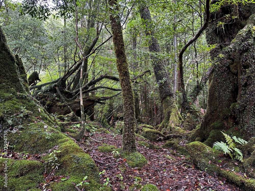 The Shiratani Unsuikyo Ravine on Yakushima is a lush nature park containing several ancient cedars, Yakushima is a World Heritage Site island located in Kagoshima Prefecture, Kyushu, Japan The Shiratani Unsuikyo Ravine on Yakushima is a lush nature park containing several ancient cedars, Yakushima is a World Heritage Site island located in Kagoshima Prefecture, Kyushu, Japan
