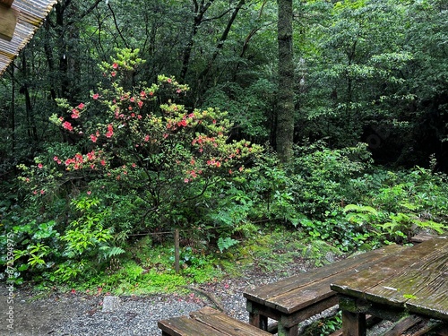 The Shiratani Unsuikyo Ravine on Yakushima is a lush nature park containing several ancient cedars, Yakushima is a World Heritage Site island located in Kagoshima Prefecture, Kyushu, Japan photo