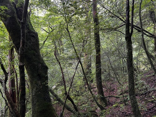 The Shiratani Unsuikyo Ravine on Yakushima is a lush nature park containing several ancient cedars, Yakushima is a World Heritage Site island located in Kagoshima Prefecture, Kyushu, Japan photo