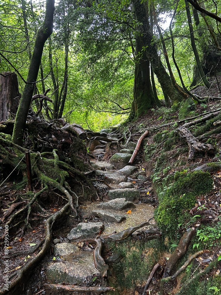 The Shiratani Unsuikyo Ravine on Yakushima is a lush nature park containing several ancient cedars, Yakushima is a World Heritage Site island located in Kagoshima Prefecture, Kyushu, Japan The Shiratani Unsuikyo Ravine on Yakushima is a lush nature park containing several ancient cedars, Yakushima is a World Heritage Site island located in Kagoshima Prefecture, Kyushu, Japan