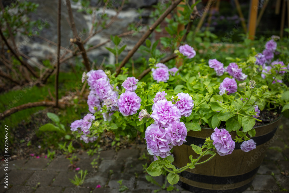 Obraz premium A cluster of vibrant pink petunias, full of delicate blooms, thrives in a wooden barrel planter. Lush green leaves surround the flowers, creating a beautiful contrast of colors and textures.