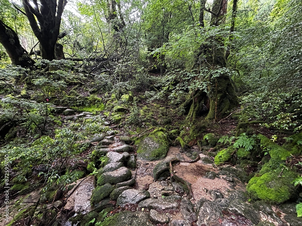 The Shiratani Unsuikyo Ravine on Yakushima is a lush nature park containing several ancient cedars, Yakushima is a World Heritage Site island located in Kagoshima Prefecture, Kyushu, Japan The Shiratani Unsuikyo Ravine on Yakushima is a lush nature park containing several ancient cedars, Yakushima is a World Heritage Site island located in Kagoshima Prefecture, Kyushu, Japan