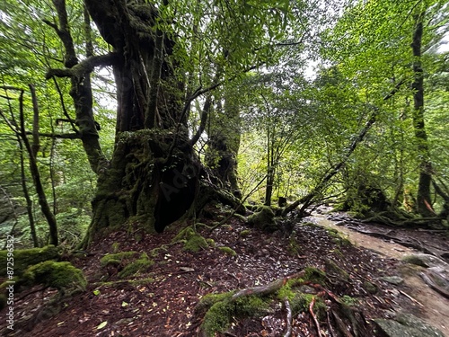 The Shiratani Unsuikyo Ravine on Yakushima is a lush nature park containing several ancient cedars, Yakushima is a World Heritage Site island located in Kagoshima Prefecture, Kyushu, Japan photo