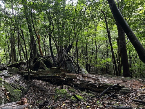 The Shiratani Unsuikyo Ravine on Yakushima is a lush nature park containing several ancient cedars, Yakushima is a World Heritage Site island located in Kagoshima Prefecture, Kyushu, Japan photo