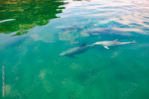 Wallpaper Mural ドルフィンスイムで可愛いミナミハンドウイルカの群れが出迎えてくれた。
白い子イルカもいる。
日本国石川県七尾市能登島 - 2017年5月5日。
北陸地方の石川県、能登半島の先端にある能登島（北緯37度07分、東経136度59分）は、ミナミハンドウイルカの地球上の北限の生息地として知られている。
Indian Ocean Bottlenose Dolphin (Tursiops aduncus)
 Torontodigital.ca