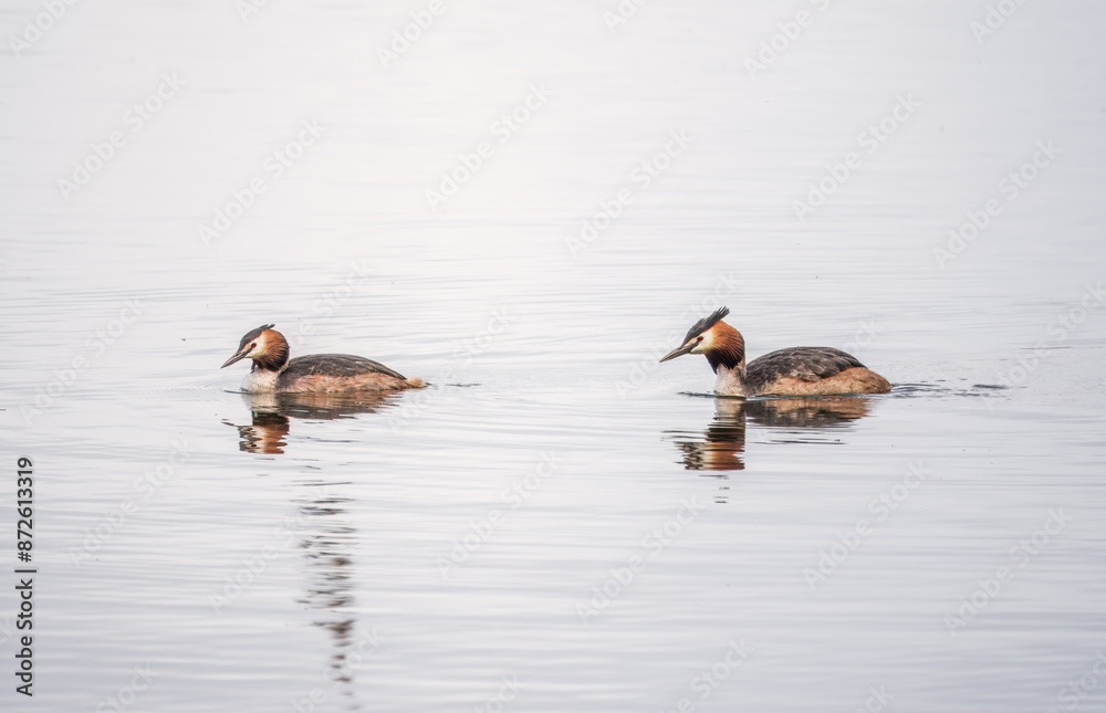 Two Great Crested Grebes swim in the lake Two Great Crested Grebes swim in the lake
