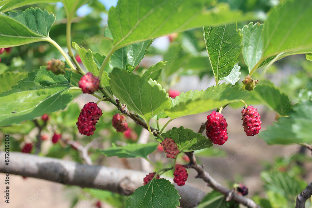 Fototapeta premium red mullberries on a branch