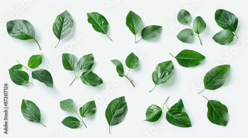 Wallpaper Mural Photograph of 30 green leaves on a white table, seen from a 3/4 side angle studio top light  Torontodigital.ca