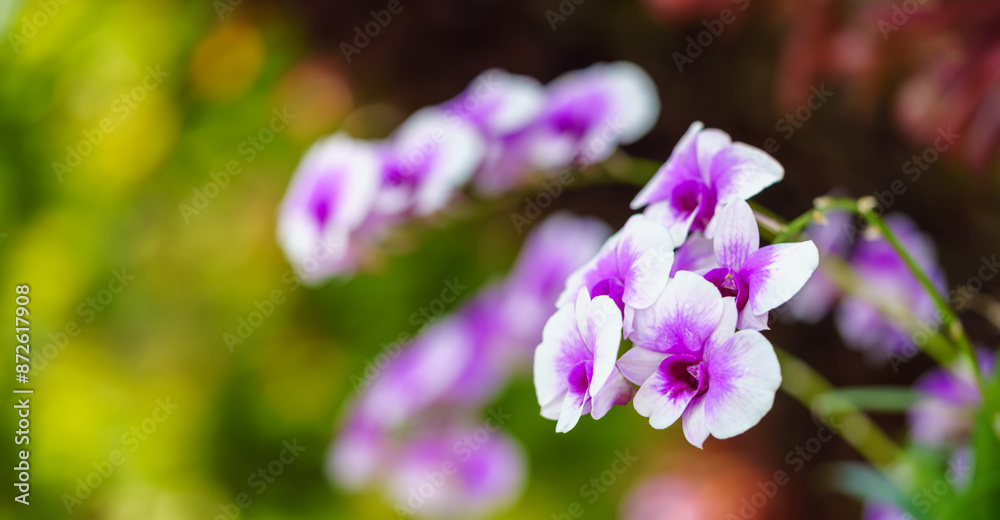 Closeup of purple Orchid flower under sunlight using as background natural plants landscape, ecology wallpaper cover page concept. Closeup of purple Orchid flower under sunlight using as background natural plants landscape, ecology wallpaper cover page concept.
