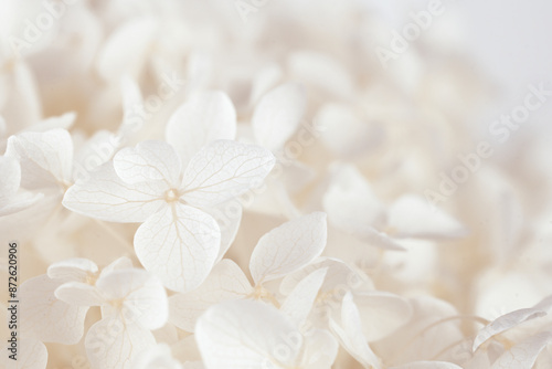 Hortensia blooming white beige fragile fresh flowers romantic floral wallpaper macro