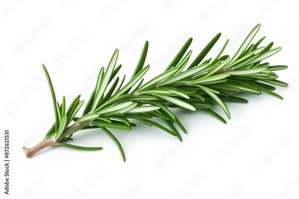 Fototapeta premium Fresh Rosemary Sprig on White Background