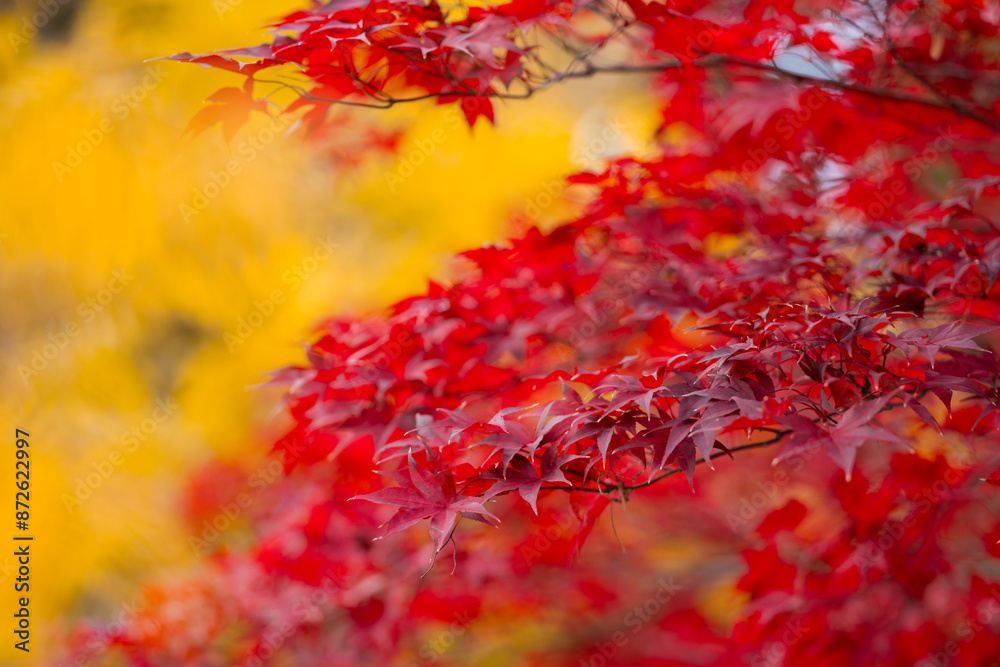 Fall season. Autumn leaves, gold and red leaves of autumn background. Maple leaves. Colorful autumn leaves. natural background. Falling autumn. Fall season. Autumn leaves, gold and red leaves of autumn background. Maple leaves. Colorful autumn leaves. natural background. Falling autumn.