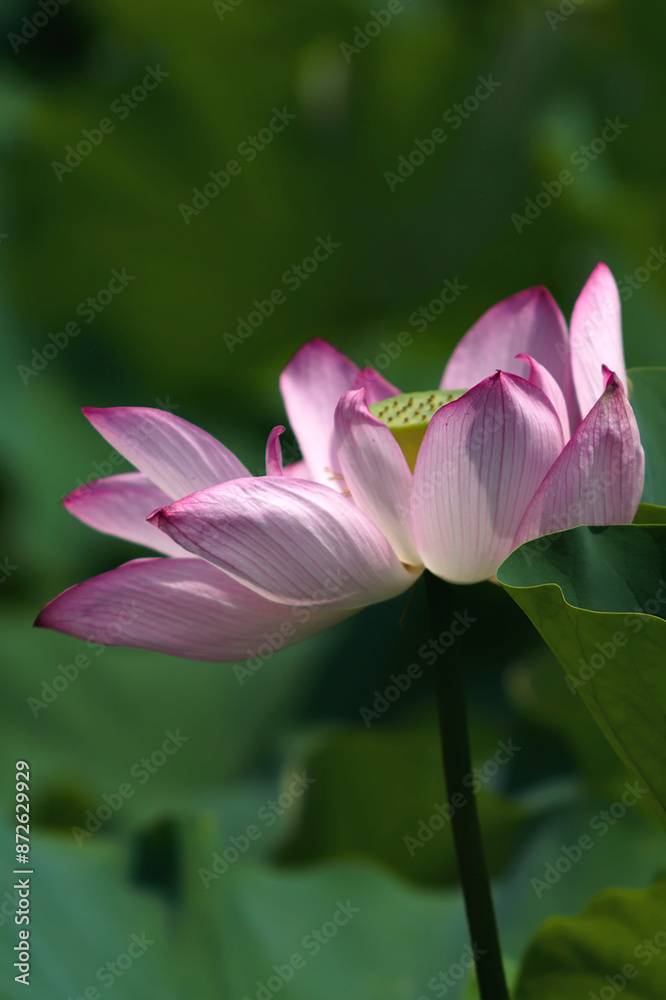 pink lotus flower pink lotus flower