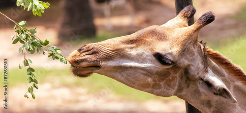 A giraffe eats tree branches at the zoo