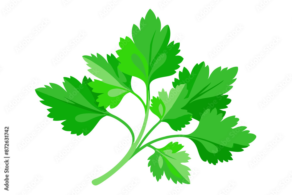 Fresh green leaves of coriander. Vector illustration Fresh green leaves of coriander. Vector illustration