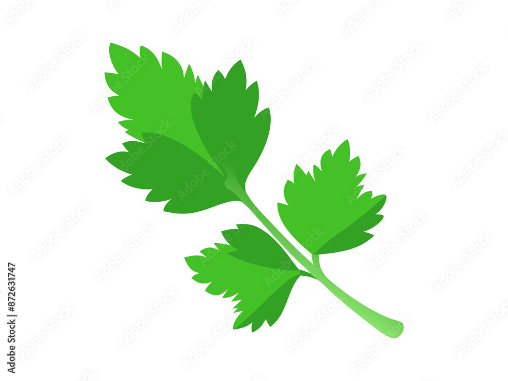 Fresh green leaves of coriander. Vector illustration Fresh green leaves of coriander. Vector illustration