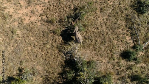 Rising Aerial Shot of African Elephant Foraging on Tree