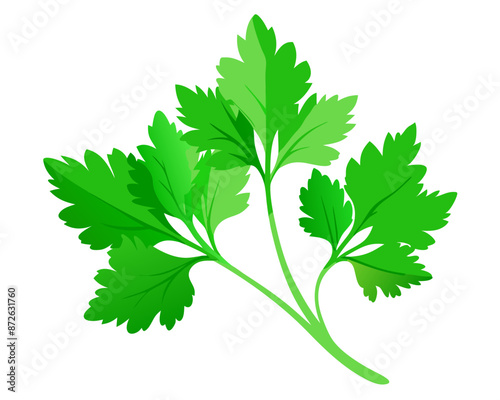 Fresh green leaves of coriander. Vector illustration