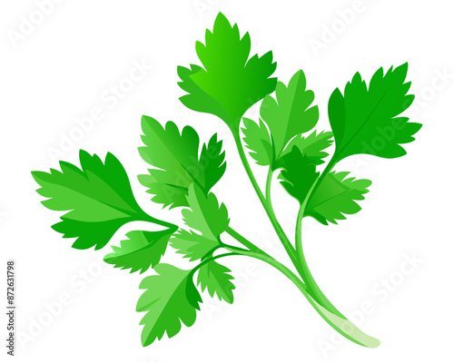 Fresh green leaves of coriander. Vector illustration