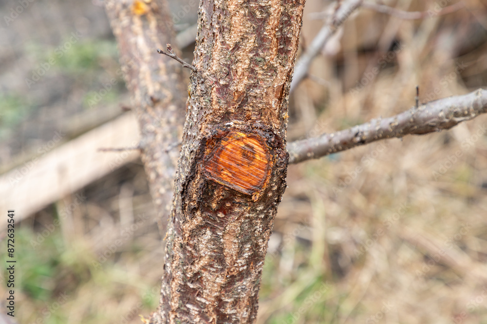 New cut on the fruit tree branch or trunk smudged with garden wax or wood tar. Wounds on the branches and trunks of fruit tree, berry trees, apple, plum for treatment, healing after cutting, sawing. New cut on the fruit tree branch or trunk smudged with garden wax or wood tar. Wounds on the branches and trunks of fruit tree, berry trees, apple, plum for treatment, healing after cutting, sawing.