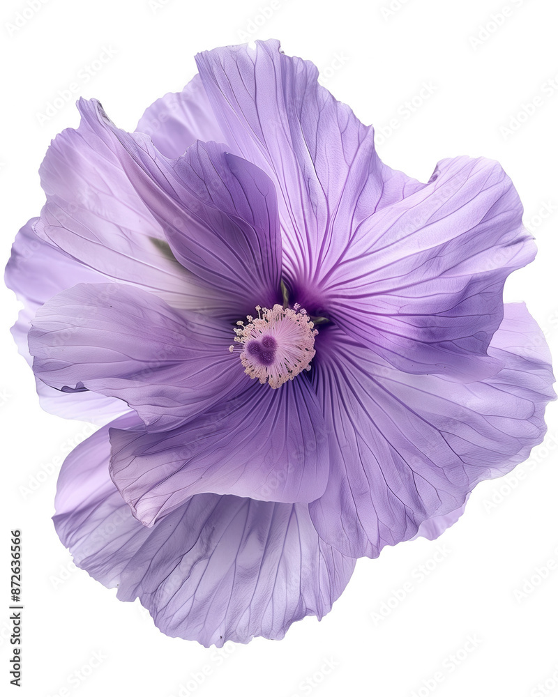 Obraz premium Vibrant purple hibiscus flower with delicate petals and intricate center, png transparent, no background