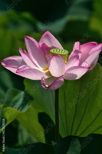 pink lotus flower