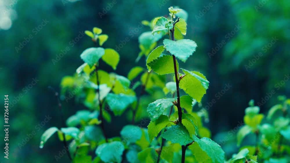Fresh Look Of A Plant With Green Foliage During Sunrise. Selective Focus Shot Fresh Look Of A Plant With Green Foliage During Sunrise. Selective Focus Shot