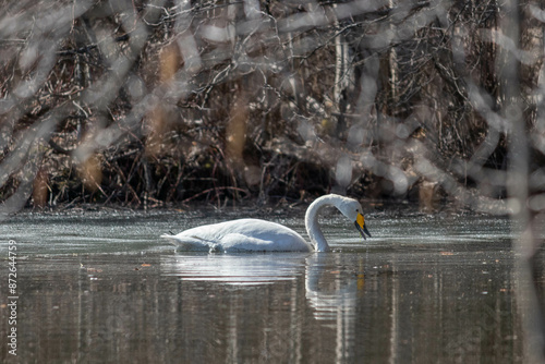 Whooper swan photo