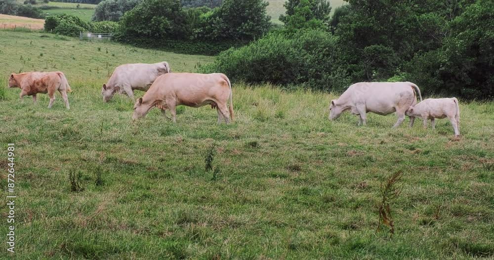 Peaceful Cows Grazing in Lush Pasture