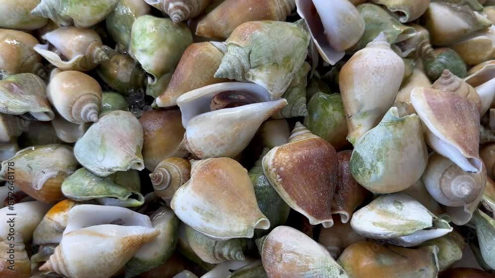 Edible sea snail, marine gastropod mollusk in the family Strombidae, a live conch on the Thai market. Edible sea snail, marine gastropod mollusk in the family Strombidae, a live conch on the Thai market.