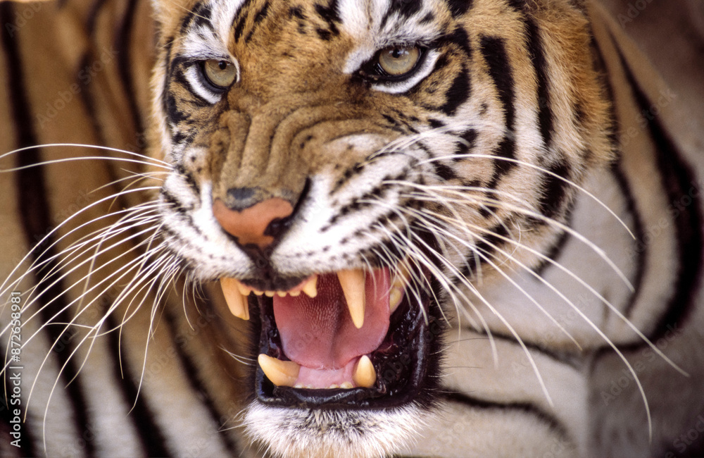 Fototapeta premium Tigress (Panthera tigris). Panna National Park.Madhya Pradesh.India.Asia.
