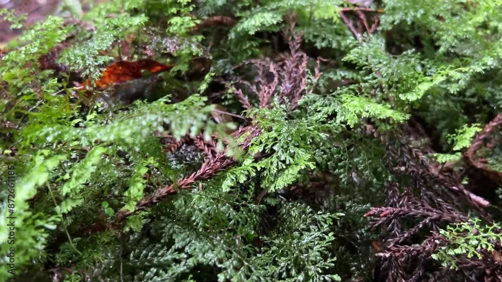 Yakusugi Land is a nature park populated by a number of yakusugi. The park is one of the most accessible places on Yakushima to see the ancient cedar trees.