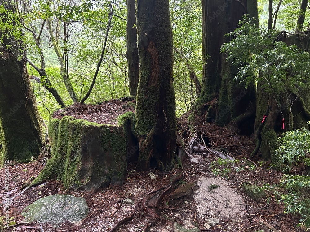 Yakusugi Land is a nature park populated by a number of yakusugi. The park is one of the most accessible places on Yakushima to see the ancient cedar trees. Yakusugi Land is a nature park populated by a number of yakusugi. The park is one of the most accessible places on Yakushima to see the ancient cedar trees.