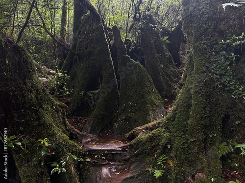 Yakusugi Land is a nature park populated by a number of yakusugi. The park is one of the most accessible places on Yakushima to see the ancient cedar trees. photo