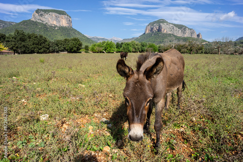 Puig del Castell d'Alaró 822 m and Puig d'Alcadena 817 m, Alaro, Majorca, Balearic Islands, Spain photo