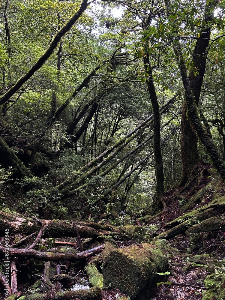 Yakusugi Land is a nature park populated by a number of yakusugi. The park is one of the most accessible places on Yakushima to see the ancient cedar trees. Yakusugi Land is a nature park populated by a number of yakusugi. The park is one of the most accessible places on Yakushima to see the ancient cedar trees.
