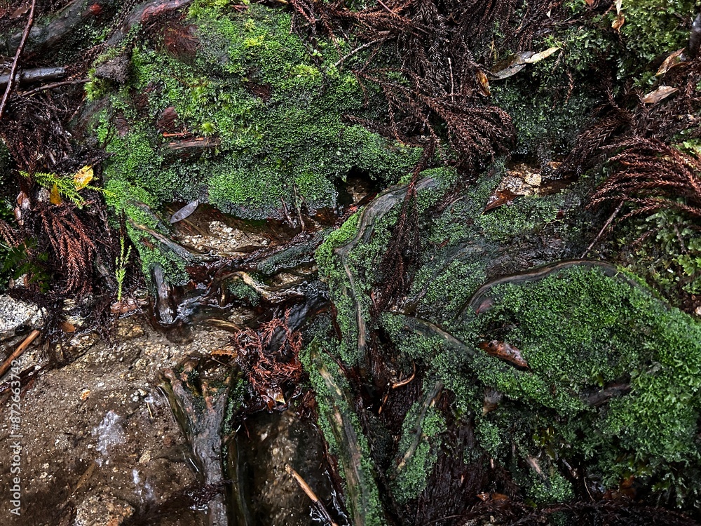 Yakusugi Land is a nature park populated by a number of yakusugi. The park is one of the most accessible places on Yakushima to see the ancient cedar trees. Yakusugi Land is a nature park populated by a number of yakusugi. The park is one of the most accessible places on Yakushima to see the ancient cedar trees.