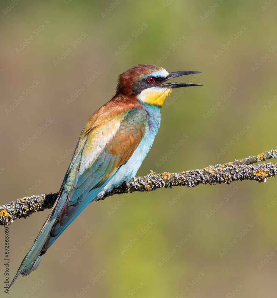 European bee-eater, merops apiaster. A bird with an open beak sits on a branch European bee-eater, merops apiaster. A bird with an open beak sits on a branch