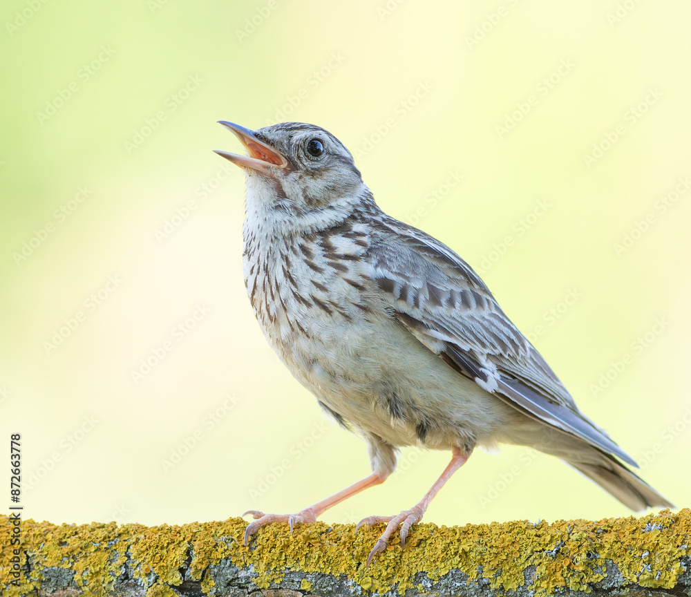 Fototapeta premium Woodlark, Lullula arborea. Singing bird on a beautiful blurred background