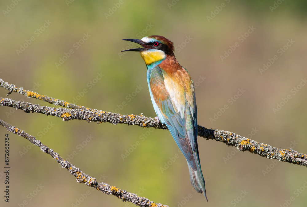 European bee-eater, merops apiaster. A bird sits on a beautiful branch on a blurry background European bee-eater, merops apiaster. A bird sits on a beautiful branch on a blurry background
