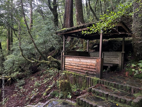 Yakusugi Land is a nature park populated by a number of yakusugi. The park is one of the most accessible places on Yakushima to see the ancient cedar trees. photo