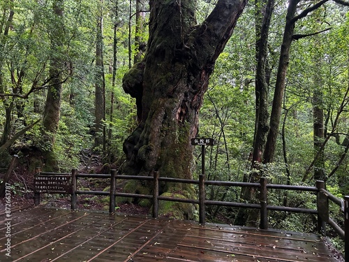 Yakusugi Land is a nature park populated by a number of yakusugi. The park is one of the most accessible places on Yakushima to see the ancient cedar trees. photo